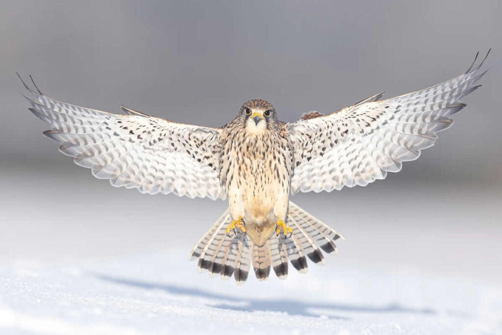 Top 25 Award-Winning Bird Photos