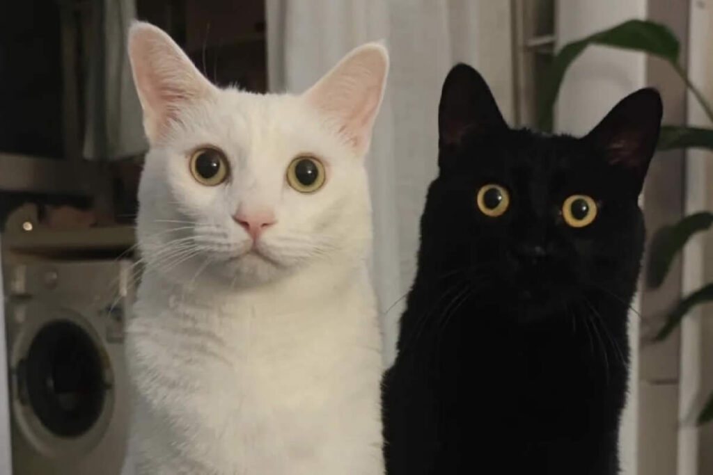 Mind-Bending Photos That Will Completely Mess With Your Head