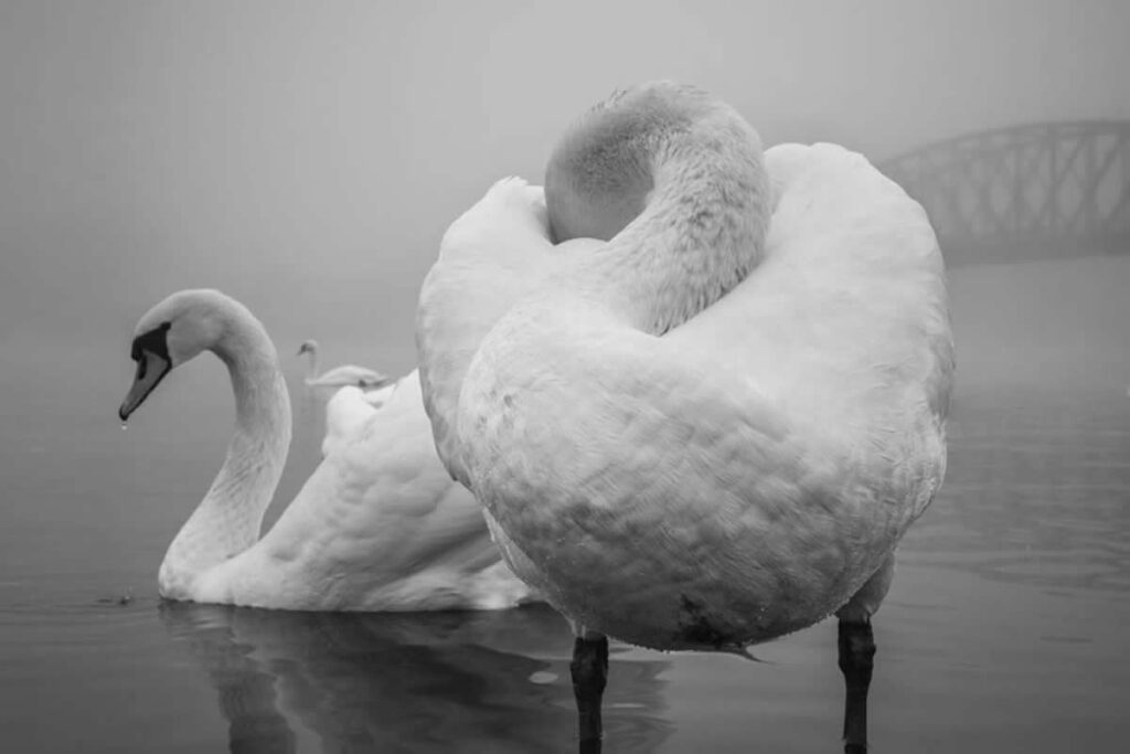 Award-Winning Fine Art Photos That Redefine Visual Storytelling
