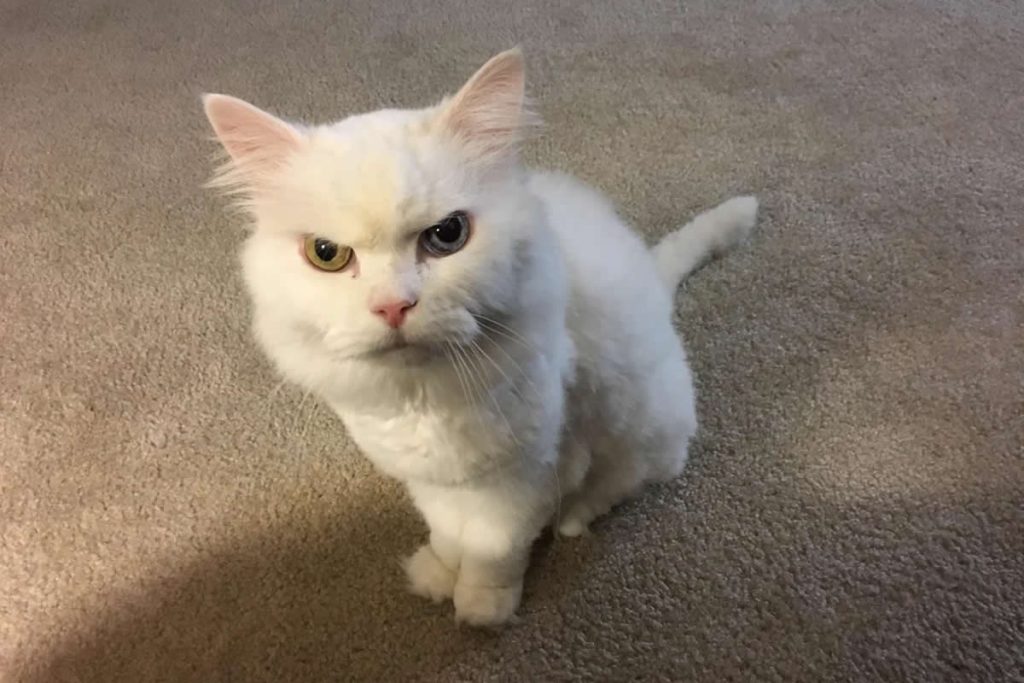 Furious Animals You Definitely Don’t Want to Cross Paths With