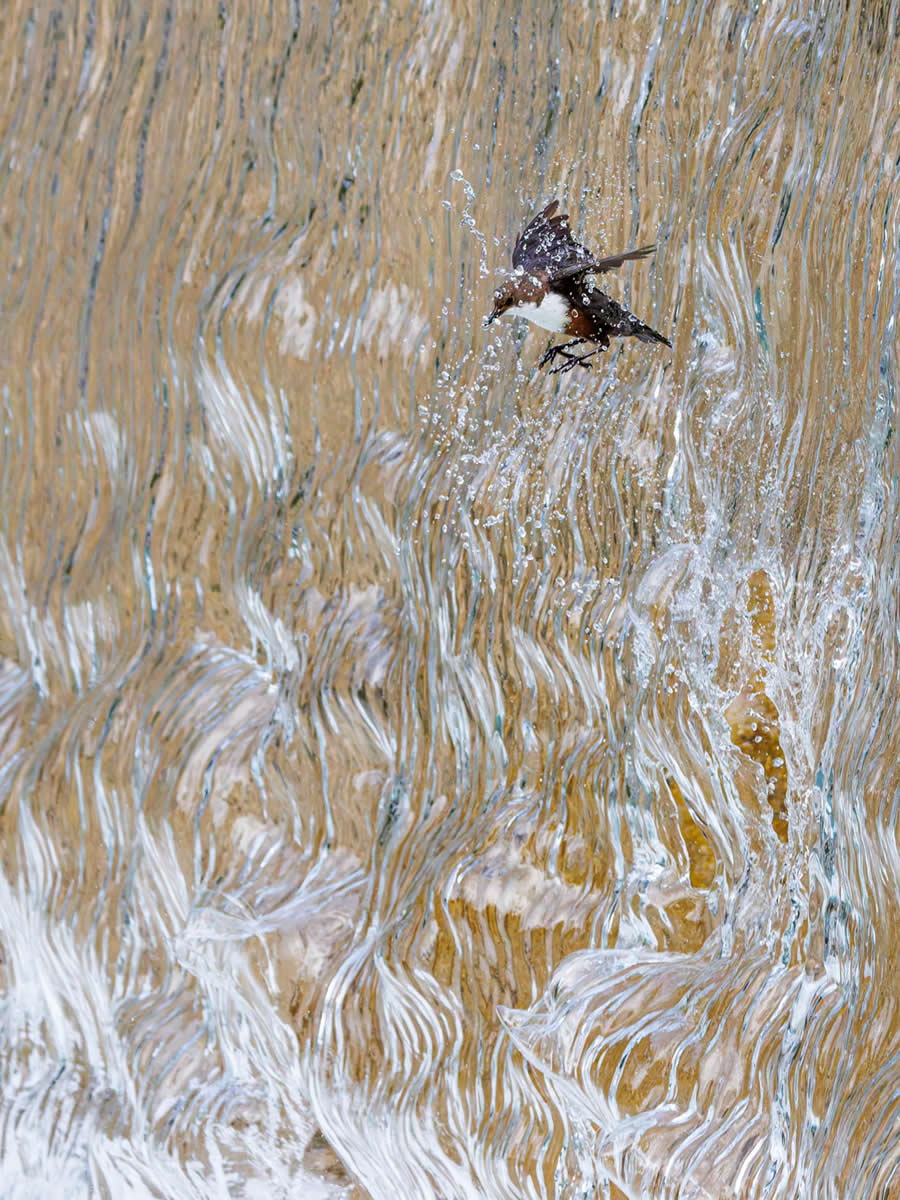 15 Outstanding Award-Winning Photos from the 2025 GDT Nature Photographer of the Year