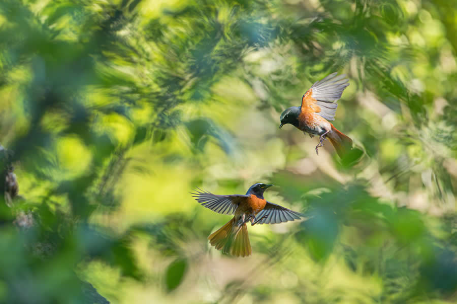 2025 GDT Nature Photographer of the Year Winners