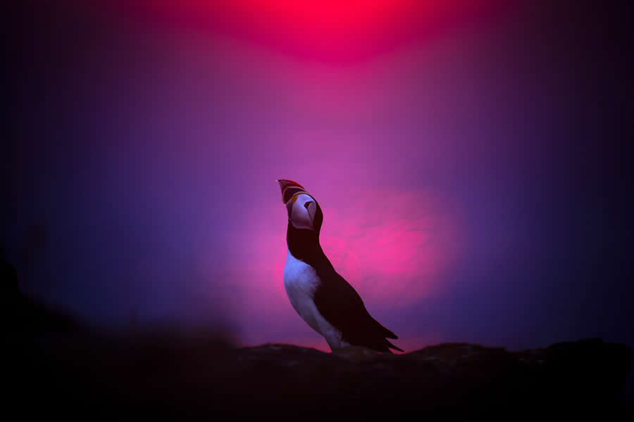 2025 GDT Nature Photographer of the Year Winners