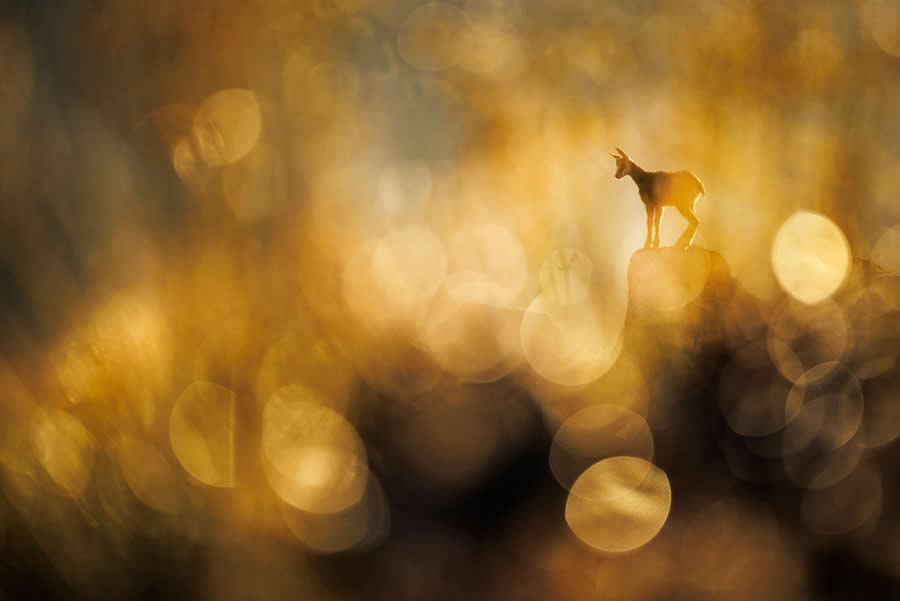 2025 GDT Nature Photographer of the Year Winners