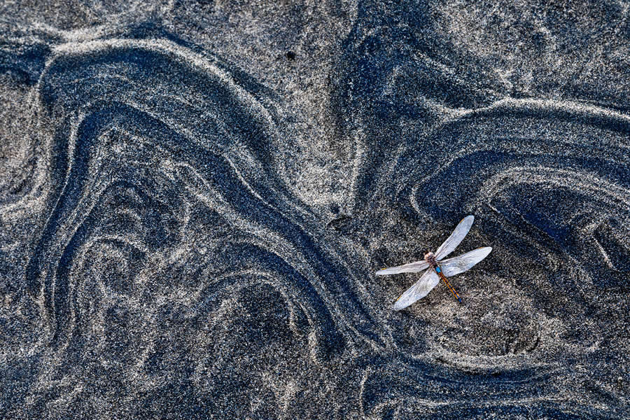 2025 GDT Nature Photographer of the Year Winners