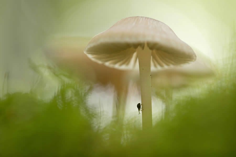 2025 GDT Nature Photographer of the Year Winners