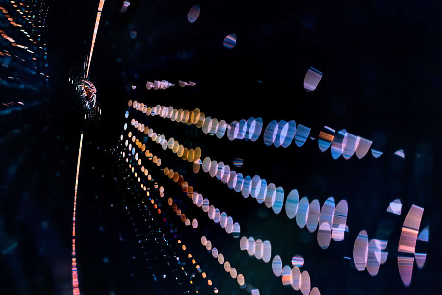 2025 GDT Nature Photographer of the Year Winners