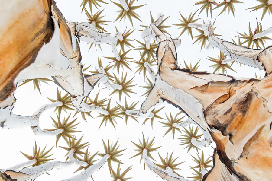 2025 GDT Nature Photographer of the Year Winners