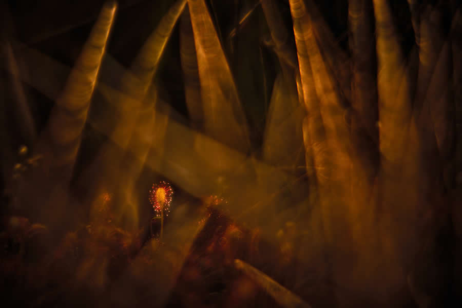 2025 GDT Nature Photographer of the Year Winners