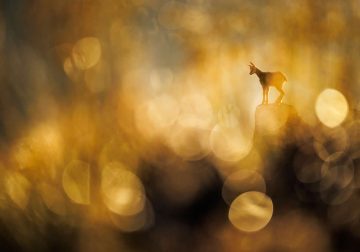 2025 GDT Nature Photographer of the Year Winners