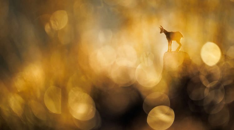 2025 GDT Nature Photographer of the Year Winners