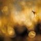 2025 GDT Nature Photographer of the Year Winners