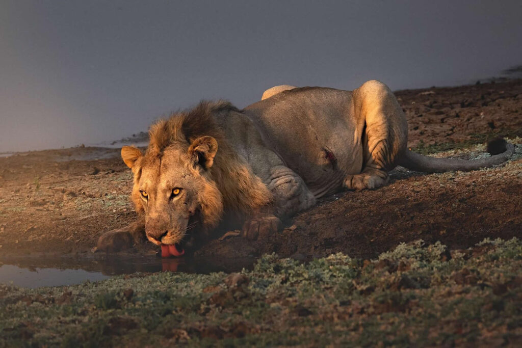 Gurushots Amazing Animals Photo Challenge Winners