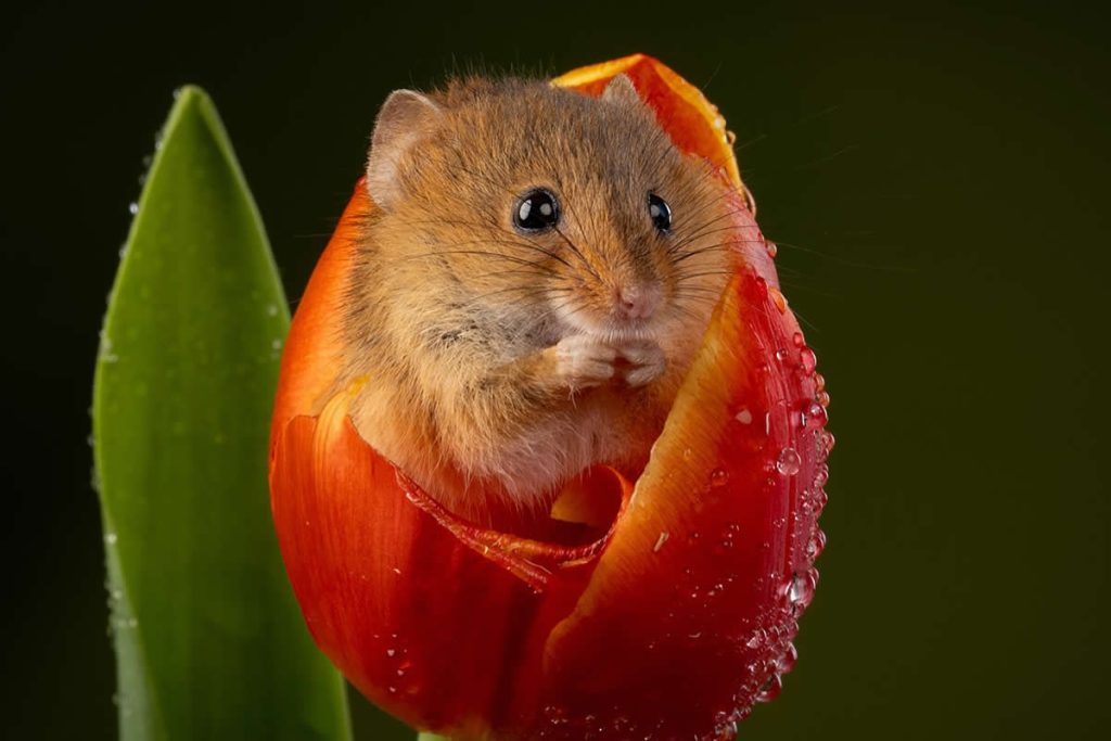 Photographer Miles Herbert Captures Whimsical Close-Ups of Harvest Mice in Blooming Tulip Fields