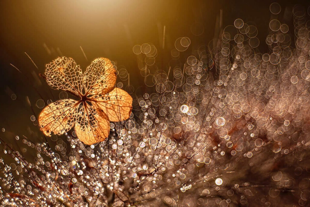 Stunning Macro Flower Photos That Turn Nature Into Abstract Art