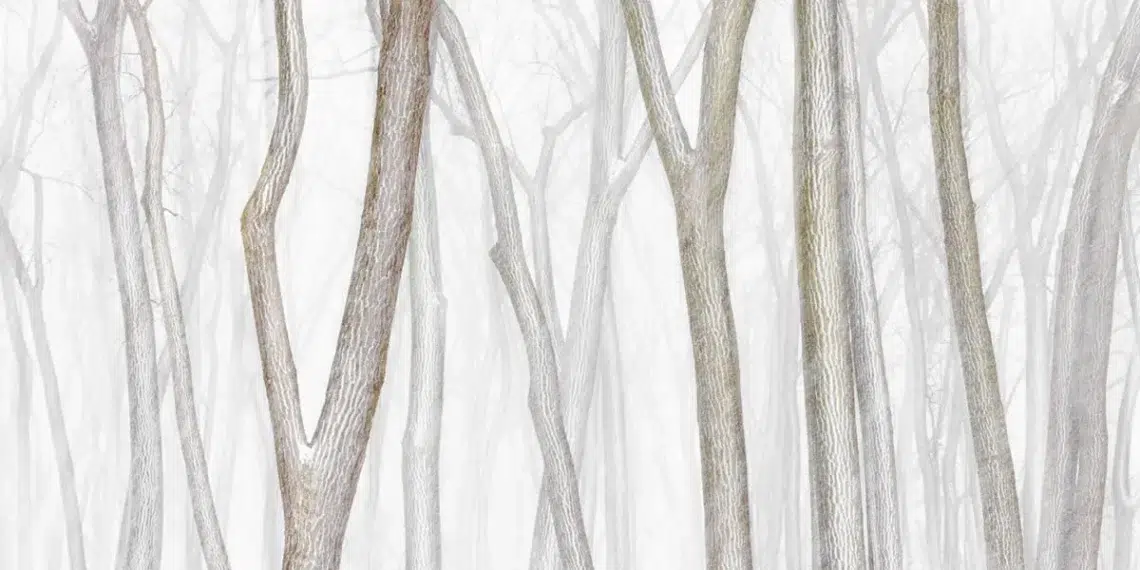 Minimal Beauty: 25 Award-Winning Landscape Photos That Redefine Simplicity