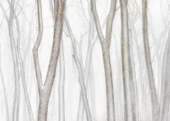 Minimal Beauty: 25 Award-Winning Landscape Photos That Redefine Simplicity