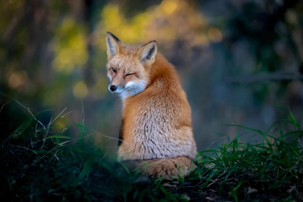 Wildlife Winning Photos From 2025 NANA Awards