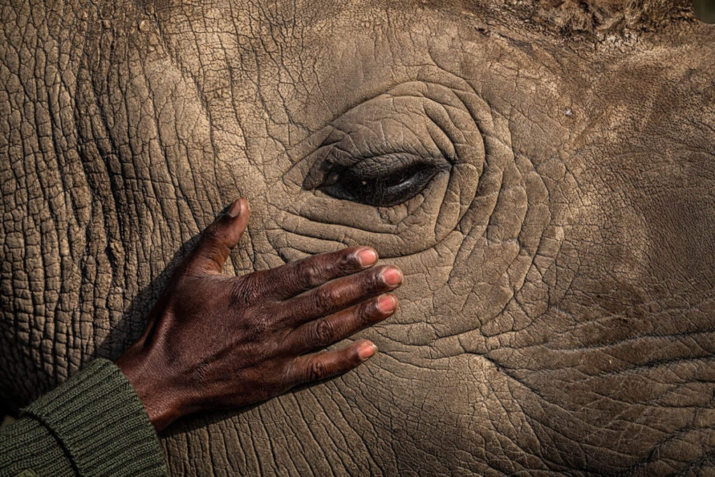 Award-Winning Powerful Photos That Highlight Environmental Beauty and Struggle