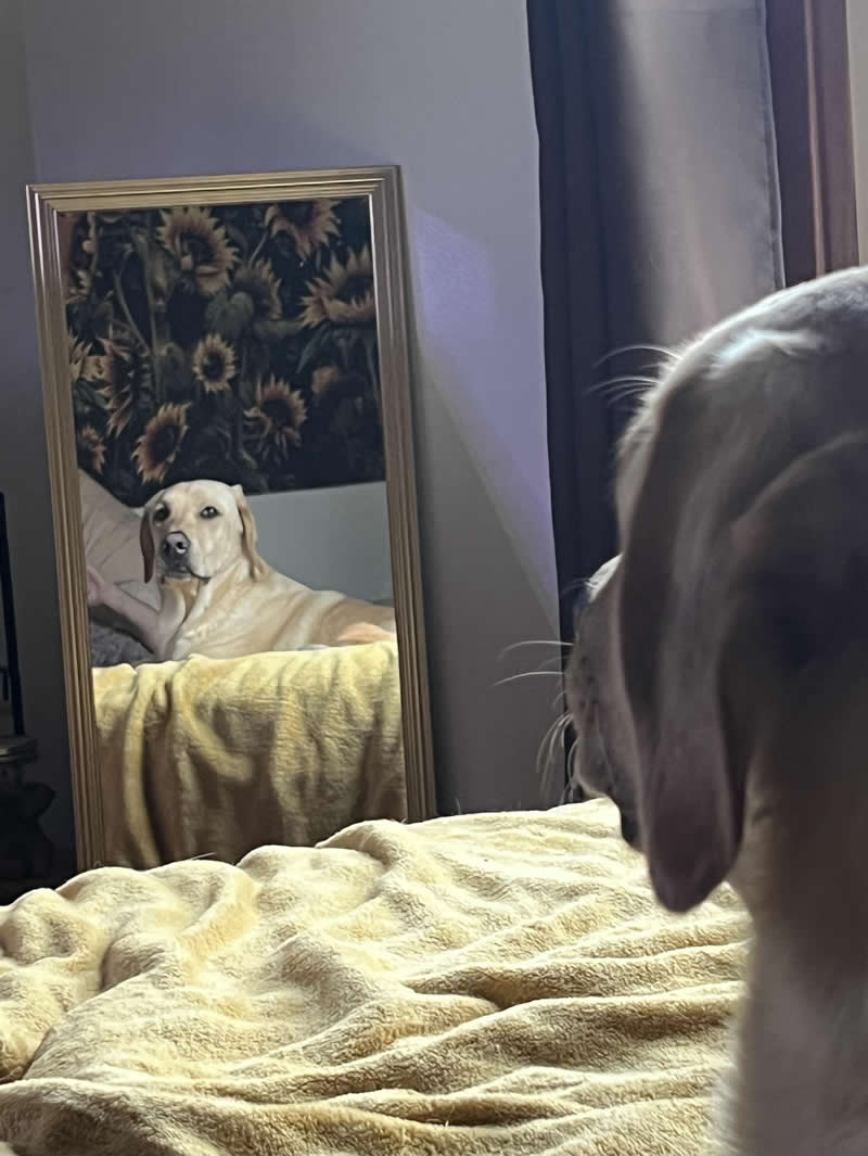 Accidental Photos That Surprisingly Resemble Renaissance Paintings