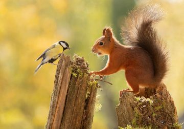 Adorable And Playful Squirrels In Action Captured By Geert Weggen