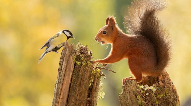 Adorable And Playful Squirrels In Action Captured By Geert Weggen