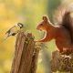 Adorable And Playful Squirrels In Action Captured By Geert Weggen