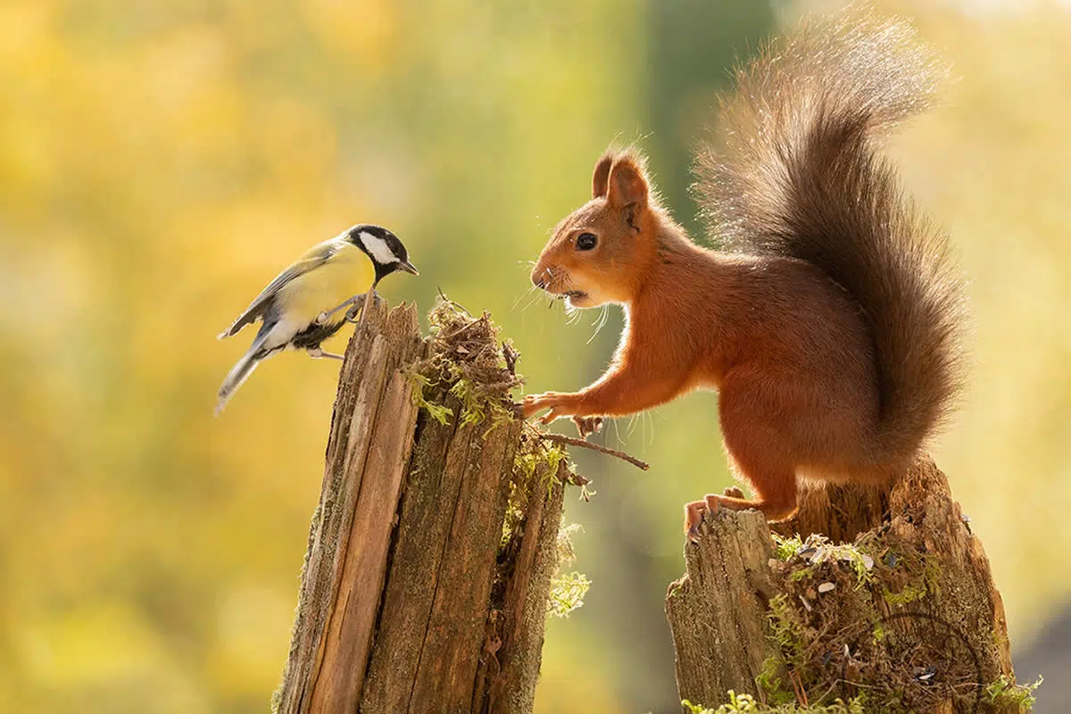 Adorable And Playful Squirrels In Action Captured By Geert Weggen