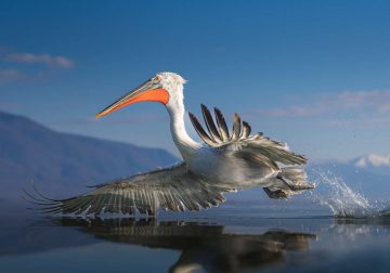 SINWP Bird Photography Winners