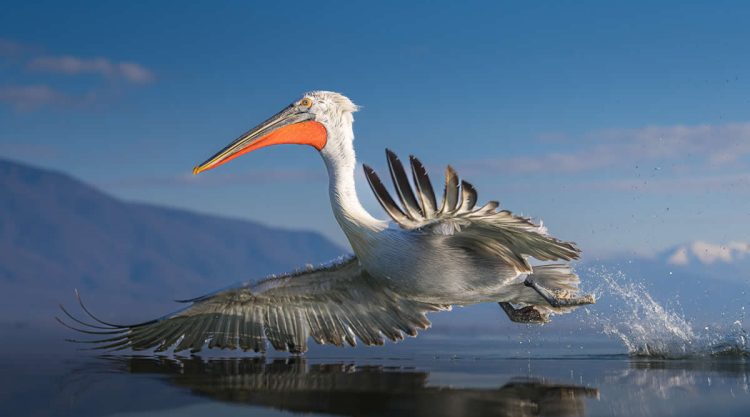 SINWP Bird Photography Winners
