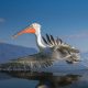 SINWP Bird Photography Winners
