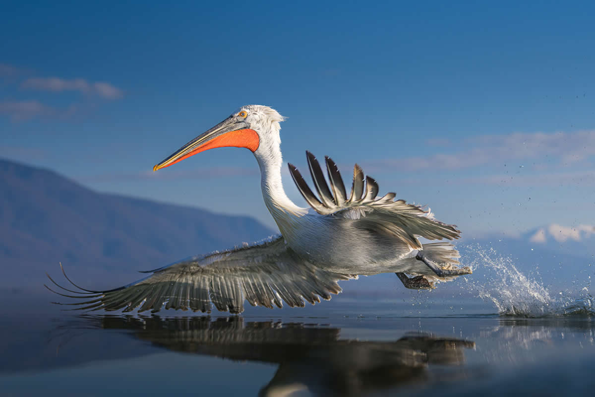 SINWP Bird Photography Winners