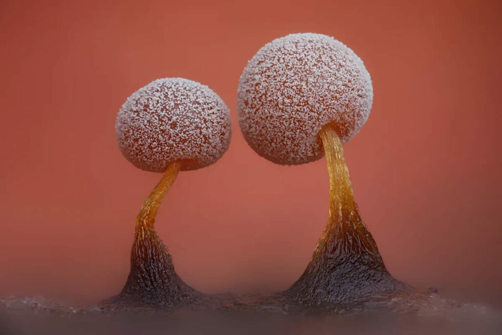 Macro Photos Unveil the Hidden Beauty of Slime Molds