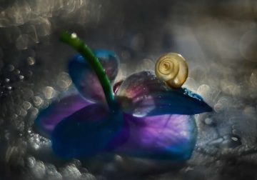 Mesmerizing Sun-Kissed Snail Photos Captured by Photographer Katarzyna Załużna