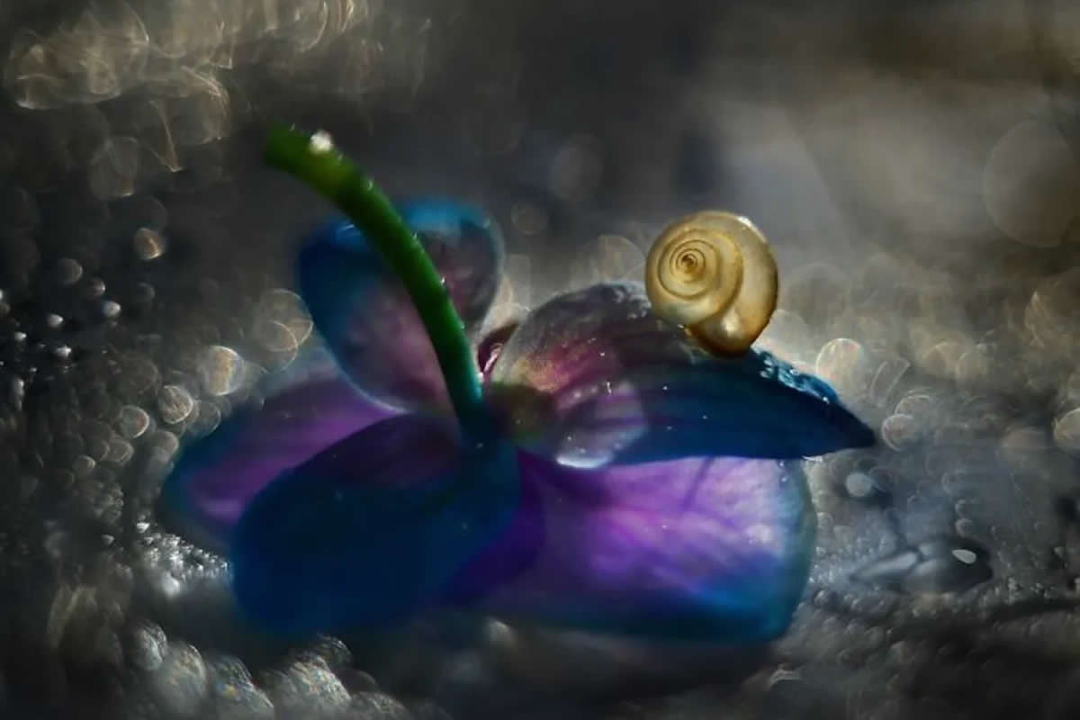 Mesmerizing Sun-Kissed Snail Photos Captured by Photographer Katarzyna Załużna