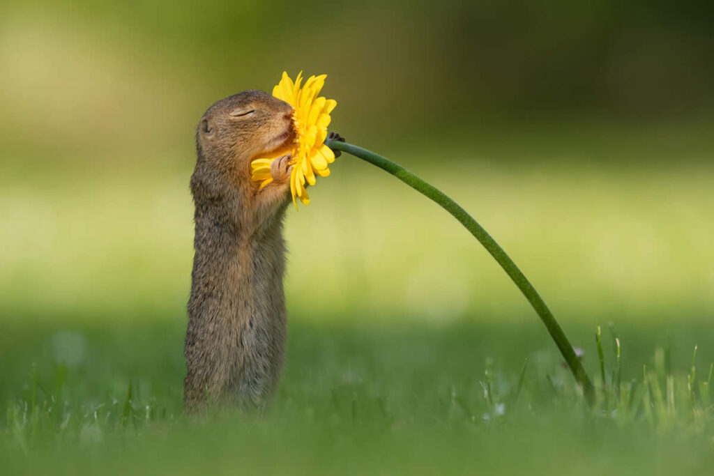 Magical Moments of Animals in Nature by Dick van Duijn