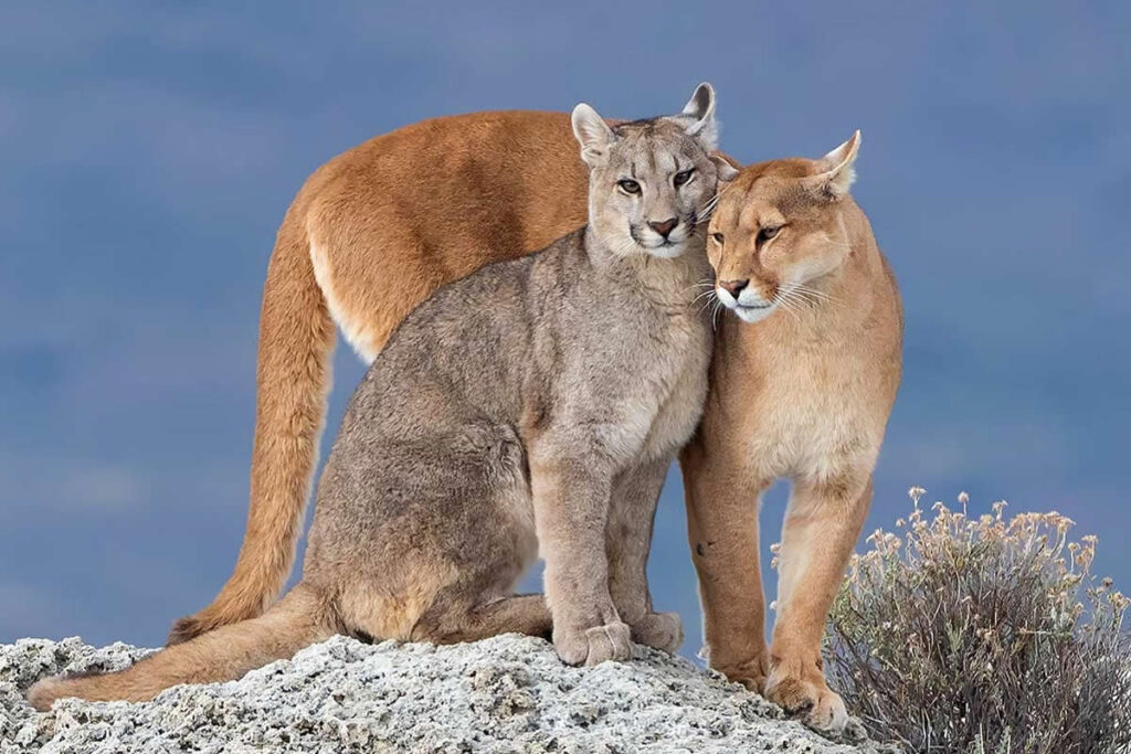Wildlife Photography by Ignacio Yufera