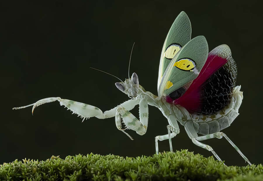 35 Photography Awards Macro Winners