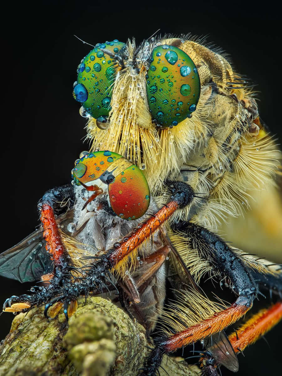 35 Photography Awards Macro Winners