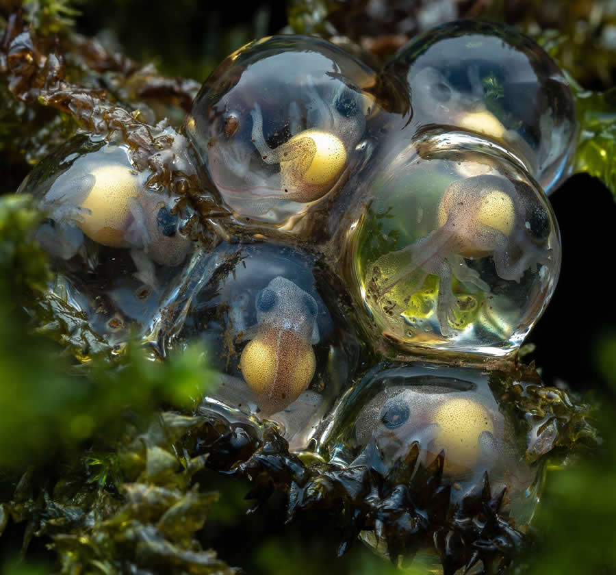 35 Photography Awards Macro Winners