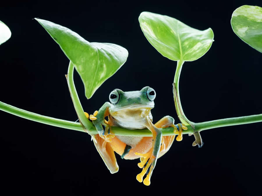 35 Photography Awards Macro Winners