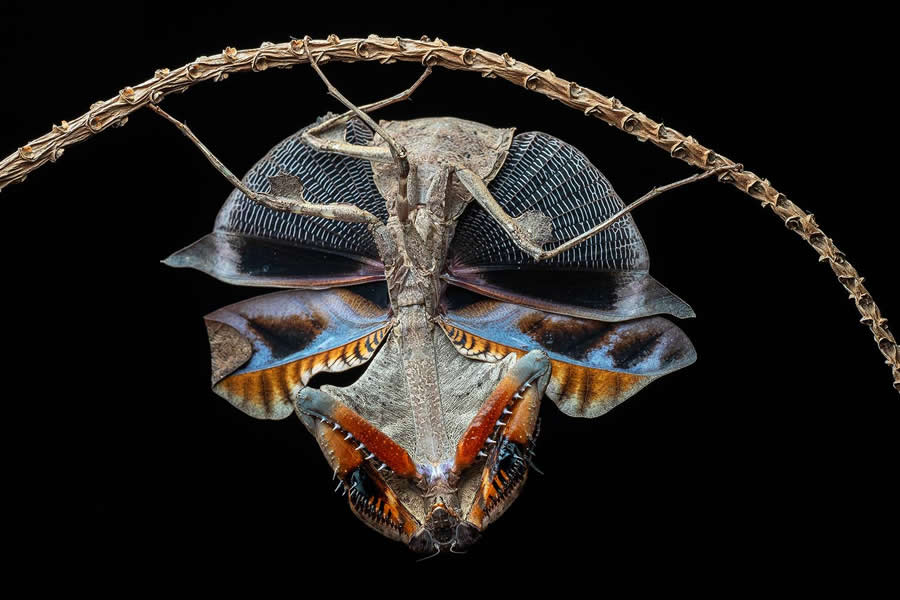 35 Photography Awards Macro Winners
