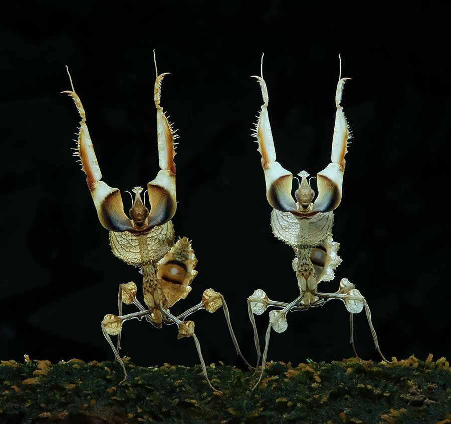 35 Photography Awards Macro Winners