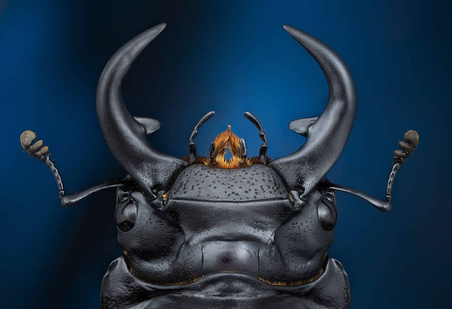 35 Photography Awards Macro Winners