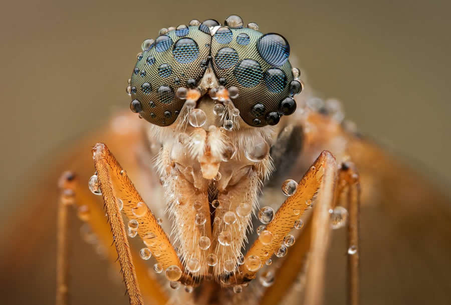 35 Photography Awards Macro Winners