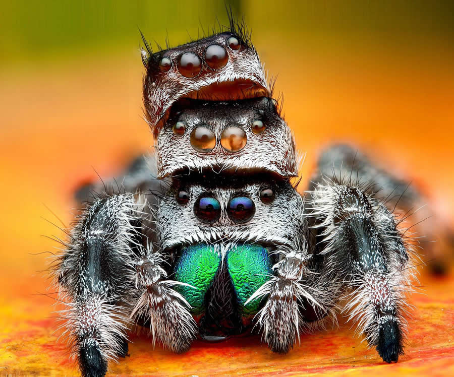 35 Photography Awards Macro Winners