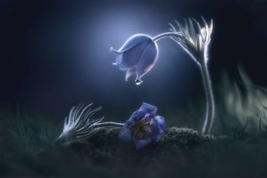 35 Photography Awards Macro Winners