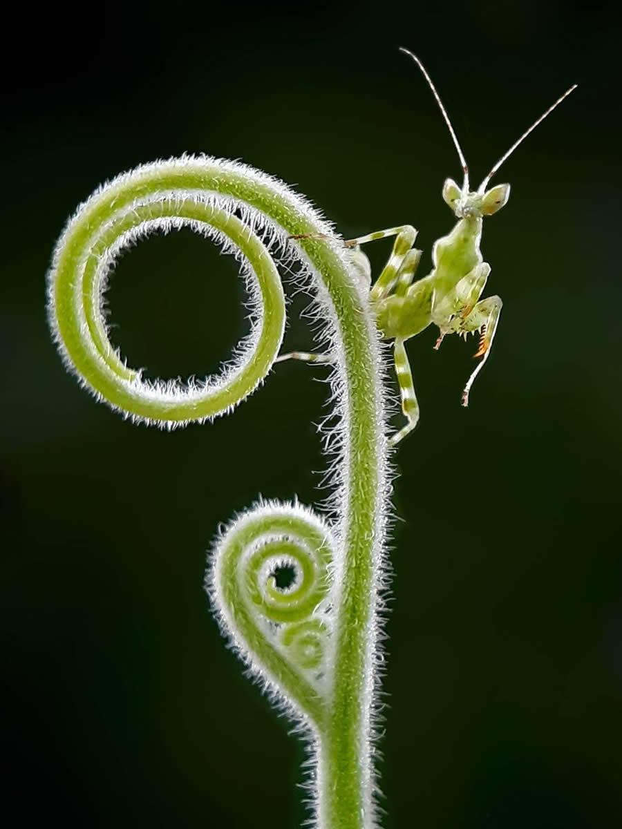 35 Photography Awards Macro Winners