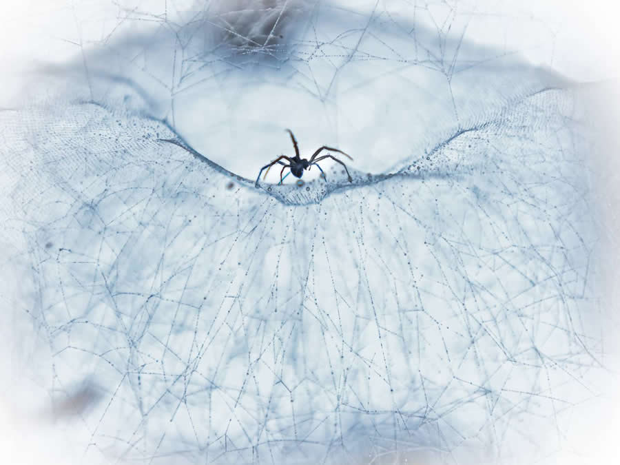 35 Photography Awards Macro Winners