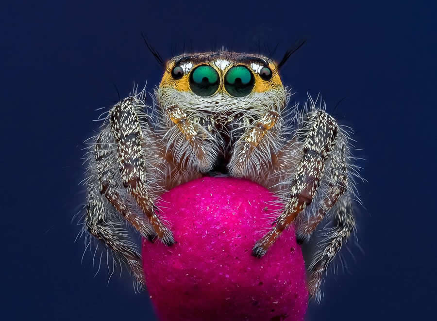 35 Photography Awards Macro Winners